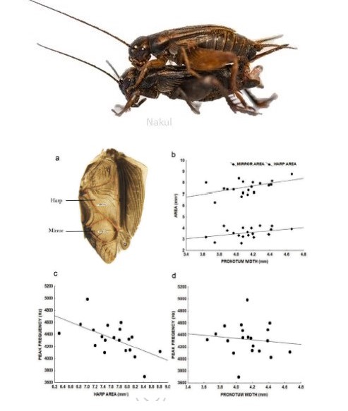 SexualSelection