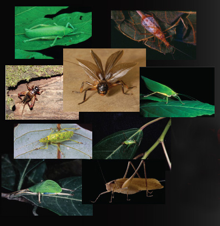 KNP crickets