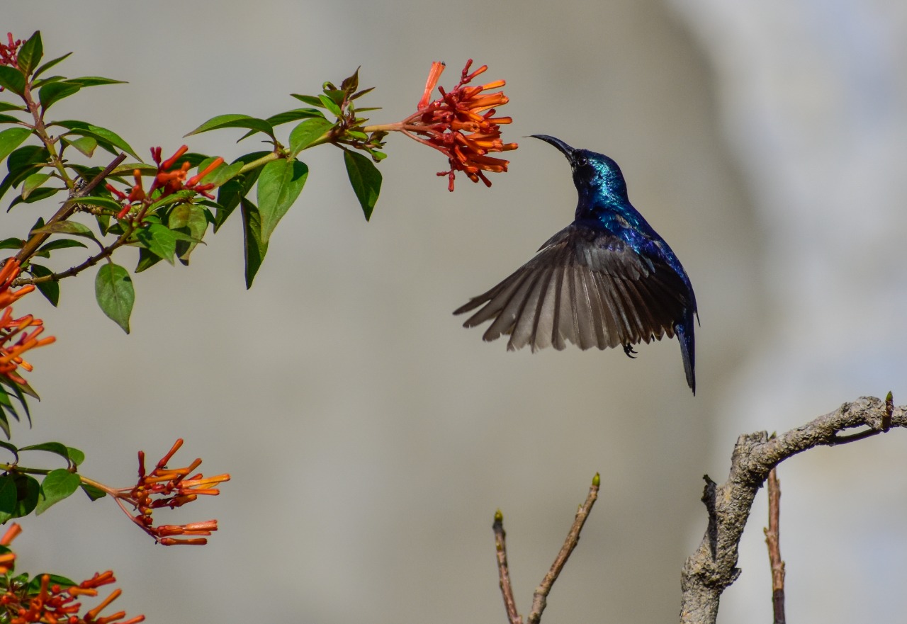PurpleSunbird (pic by Tarsem Deogan)