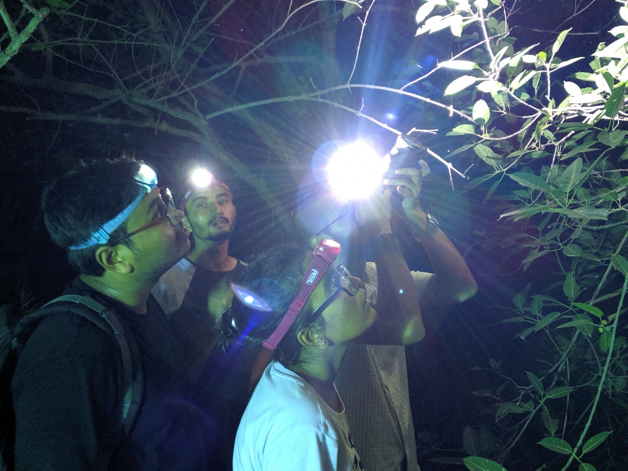 Moth-watching