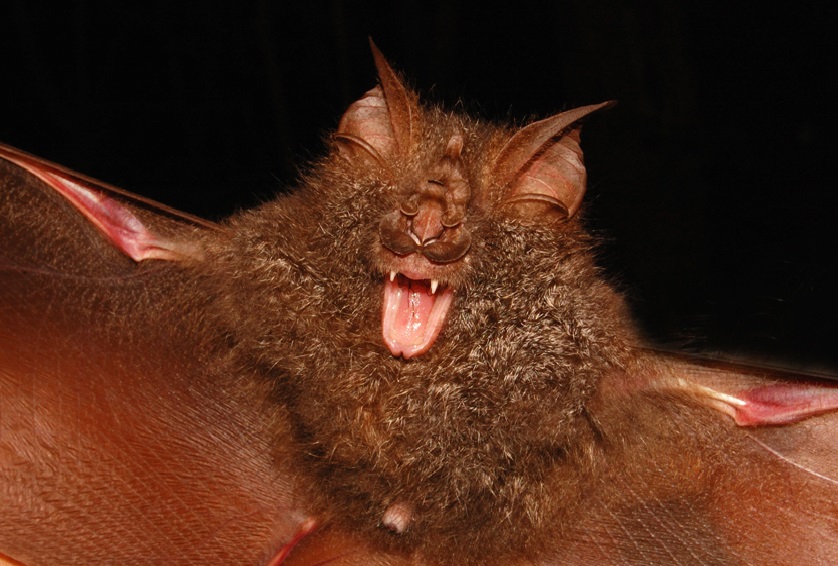 Rhinolopus beddomi