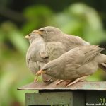 Jungle_Babbler